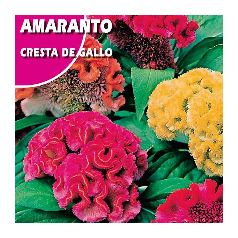 AMARANTO CRESTA DE GALLO