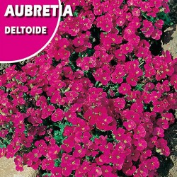 AUBRETIA DELTOIDE