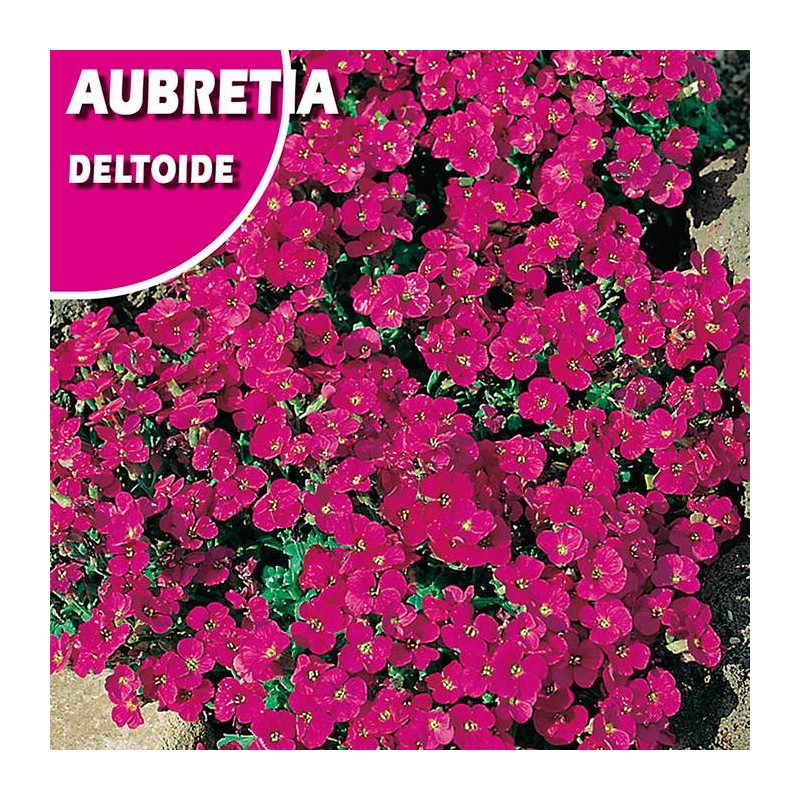 AUBRETIA DELTOIDE