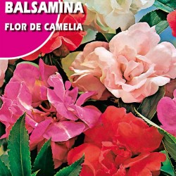 BALSAMINA FLOR DE CAMLIA