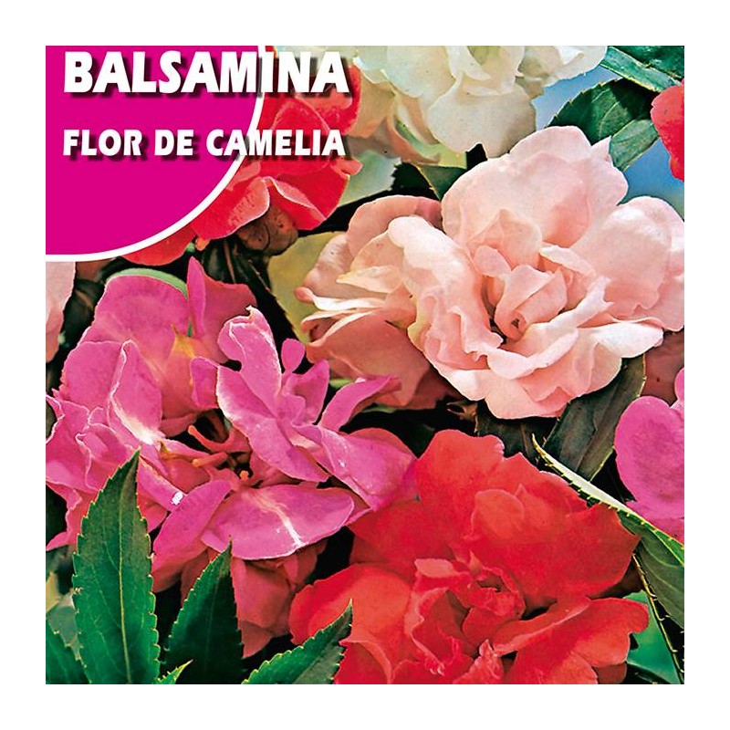 BALSAMINA FLOR DE CAMLIA