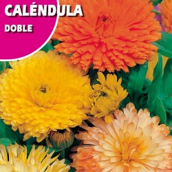 CALENDULA DOBLE