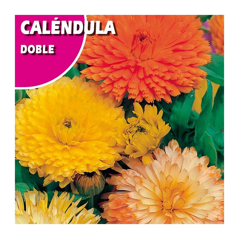 CALENDULA DOBLE