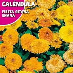 CALENDULA FIESTA GITANA ENANA