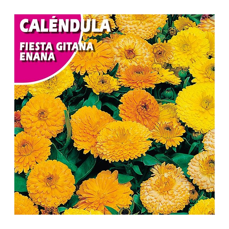 CALENDULA FIESTA GITANA ENANA
