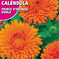 CALENDULA PRINCE D'ORANGE DOBLE