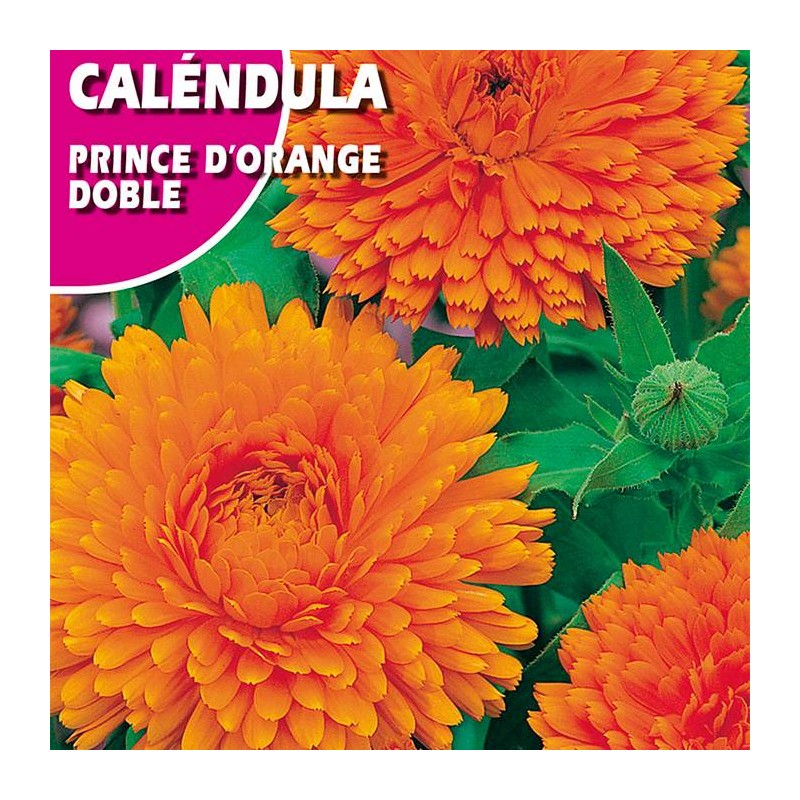 CALENDULA PRINCE D'ORANGE DOBLE