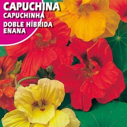 CAPUCHINA DOBLE HIBRIDA ENANA VARIADA