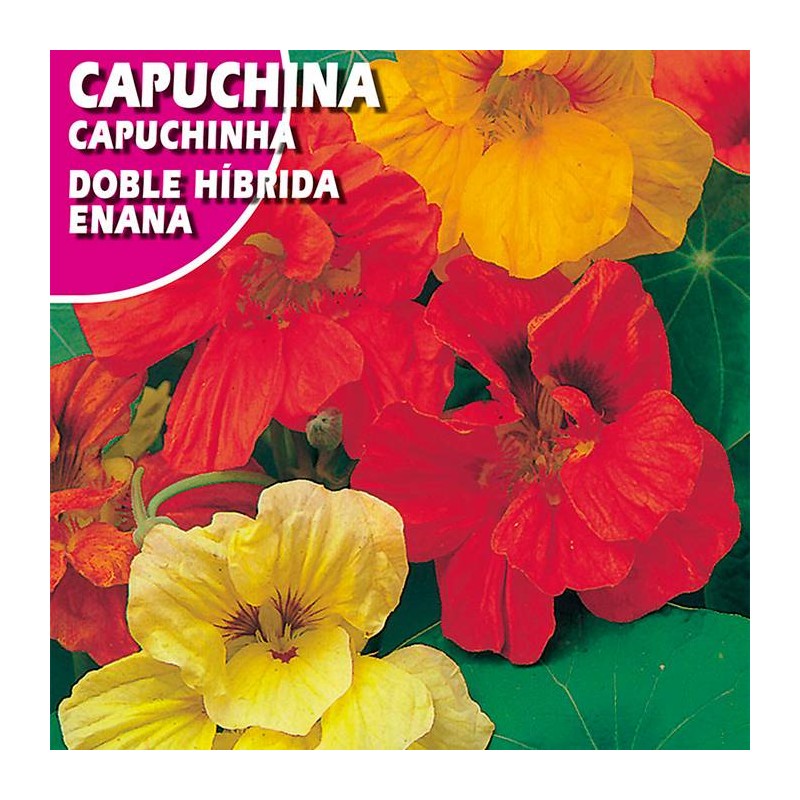 CAPUCHINA DOBLE HIBRIDA ENANA VARIADA