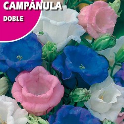 CAMPANULA DOBLE VARIADA