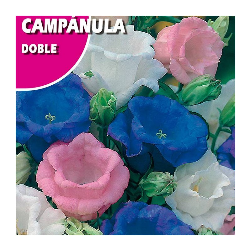 CAMPANULA DOBLE VARIADA