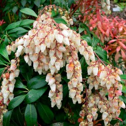 Pieris japonica