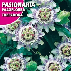 Semillas pasionaria trepadora