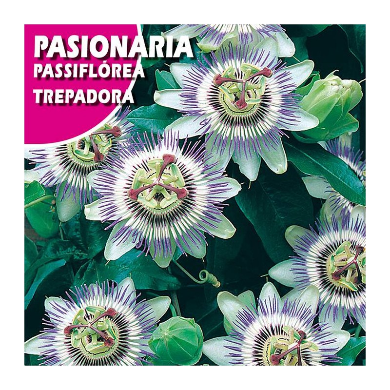 Semillas pasionaria trepadora
