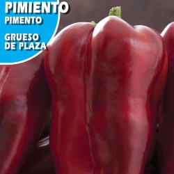 Semillas pimiento grueso de plaza
