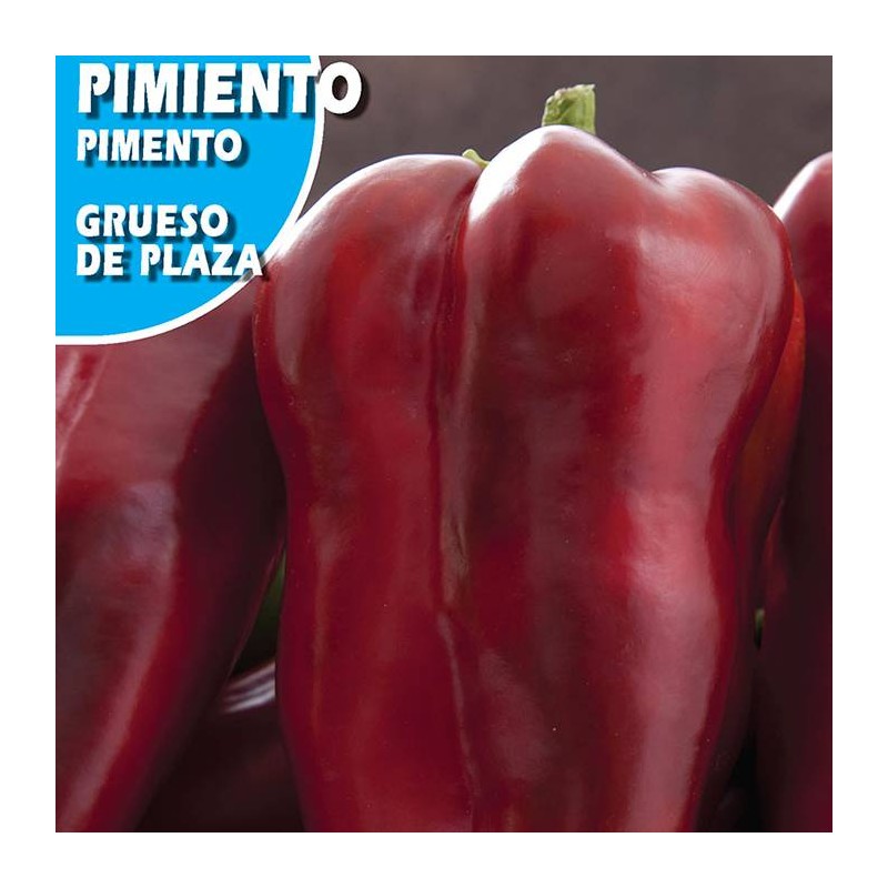 Semillas pimiento grueso de plaza