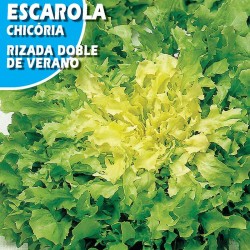 ESCAROLA RIZADA DOBLE DE VERANO