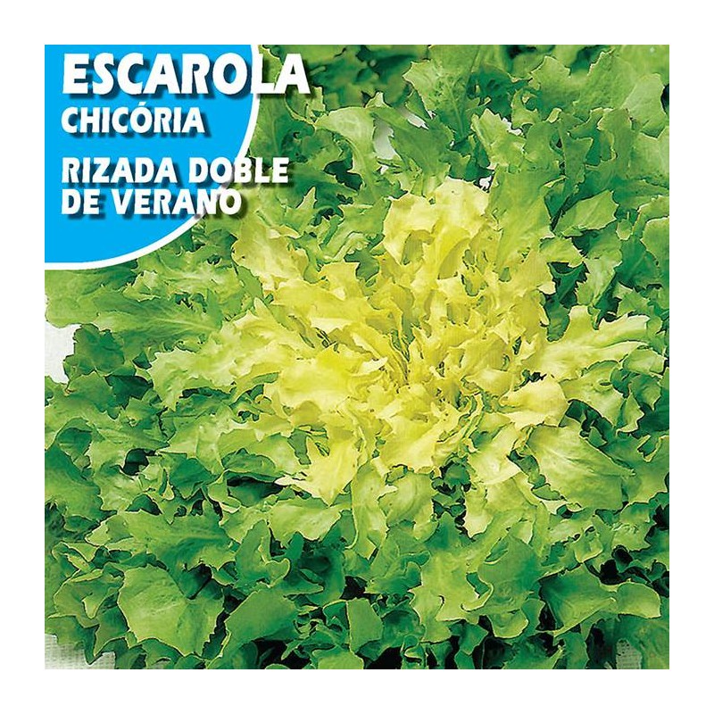 ESCAROLA RIZADA DOBLE DE VERANO