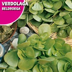 Semillas verdolaga