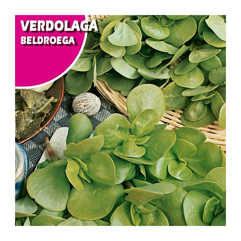 Semillas verdolaga