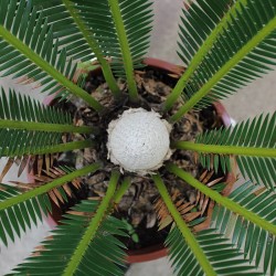 Dioon spinulosum
