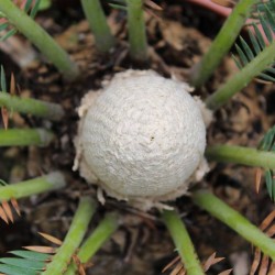 Dioon spinulosum