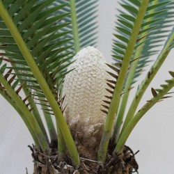 Dioon spinulosum