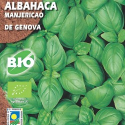 Albahaca de Génova