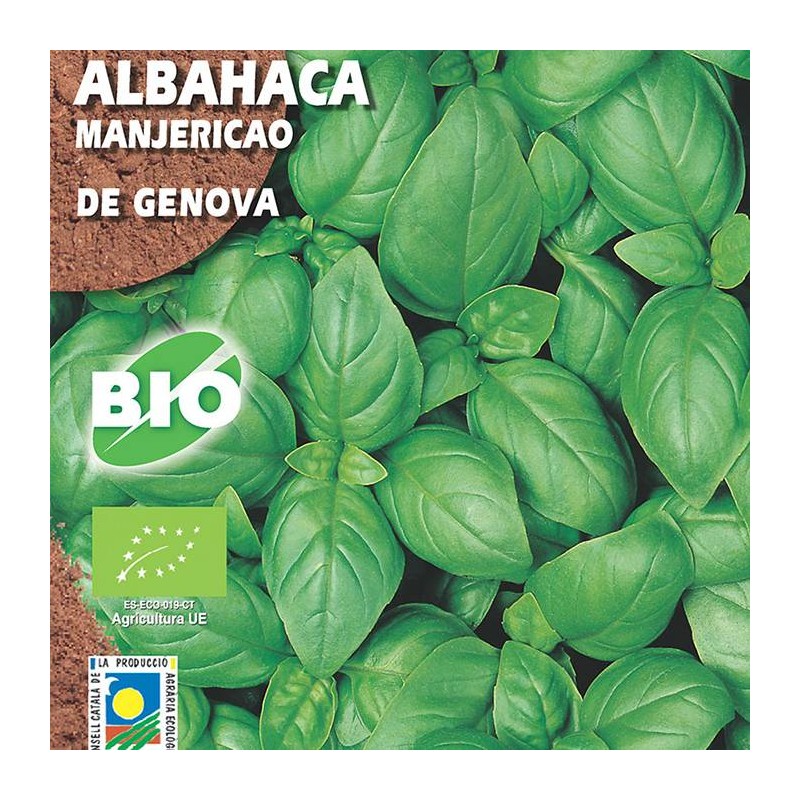 Albahaca de Génova
