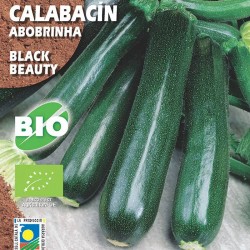 Calabacín Black Beauty