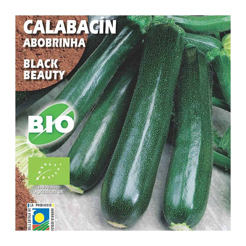 Calabacín Black Beauty