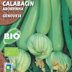 Calabacín Genovese