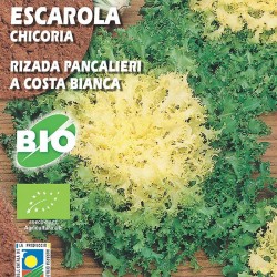 Escarola Rizada Pancalieri A Costa Rizada