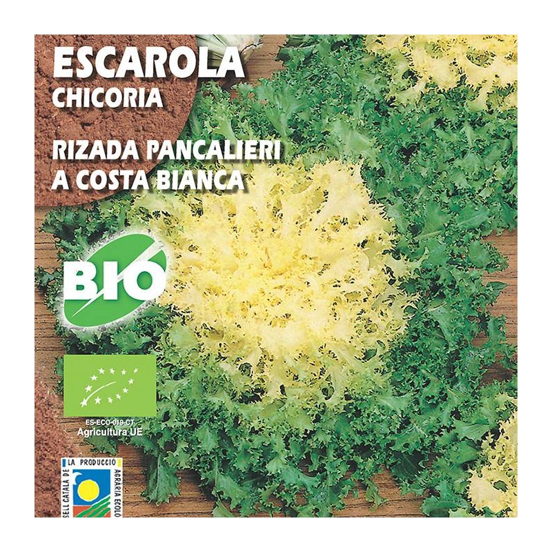 Escarola Rizada Pancalieri A Costa Rizada