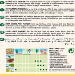 Escarola Rizada Pancalieri A Costa Rizada