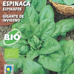 Espinaca Gigante de Invierno