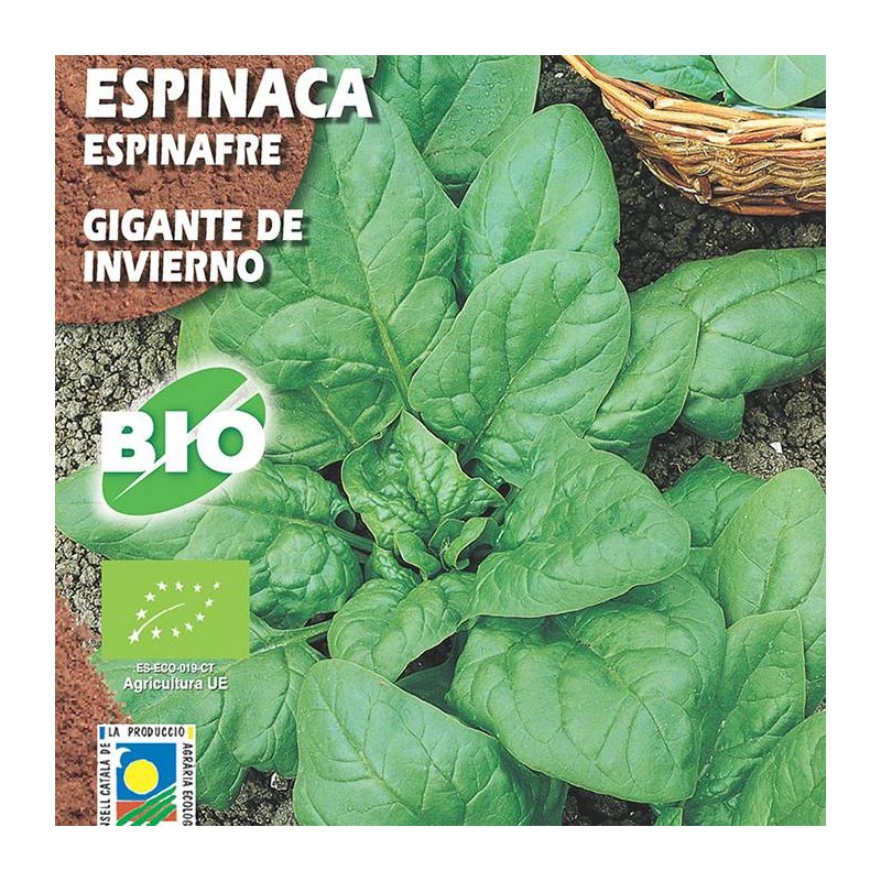 Espinaca Gigante de Invierno