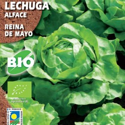 Semillas ecológicas lechuga...