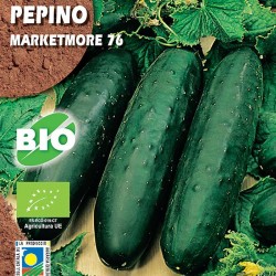 Pepino Marketmore 76