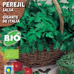 Perejil Gigante de Italia