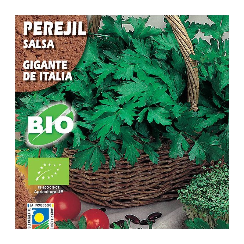 Perejil Gigante de Italia