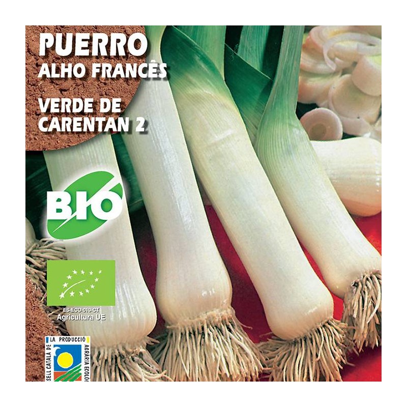 Puerro Verde de Carentan 2