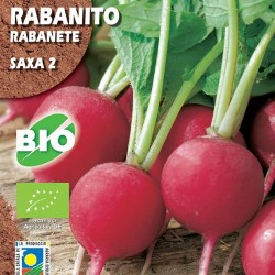 Rabanito Saxa 2