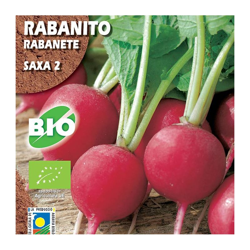Rabanito Saxa 2