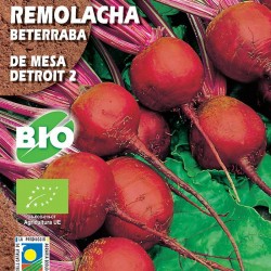 Remolacha de Mesa Detroit 2