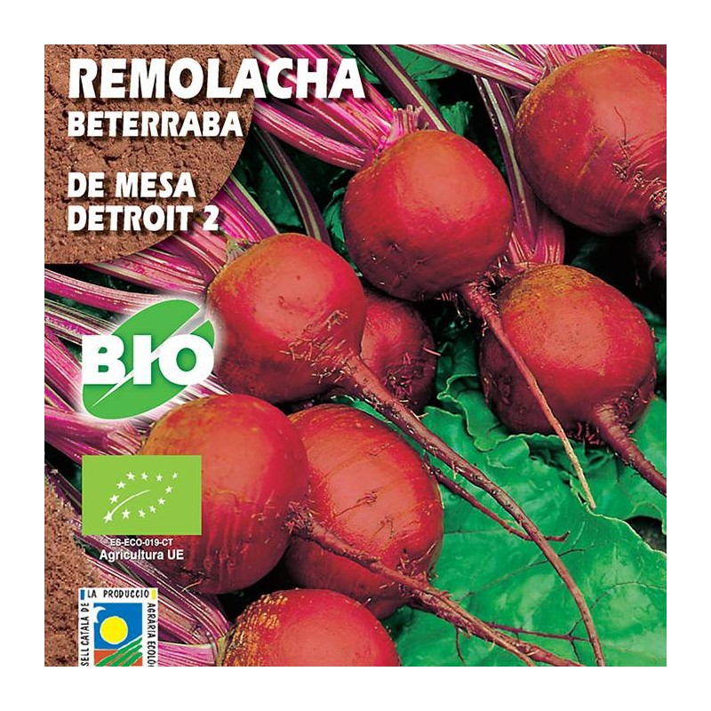 Remolacha de Mesa Detroit 2