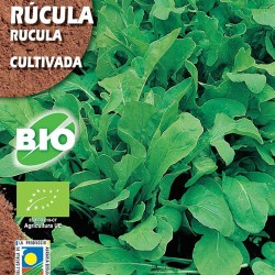 Semilla ecológica rúcula cultivada