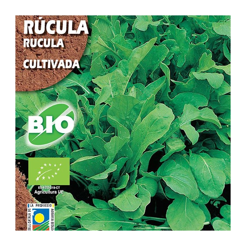 Semilla ecológica rúcula cultivada
