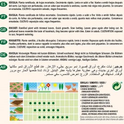 Semilla ecológica rúcula cultivada
