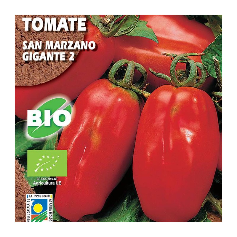 Tomate San Marzano Gigante 2